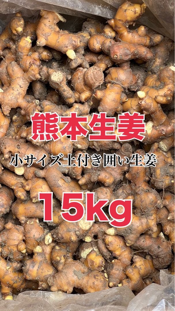 オーロ　熊本生姜 土付き囲い生姜 15kg