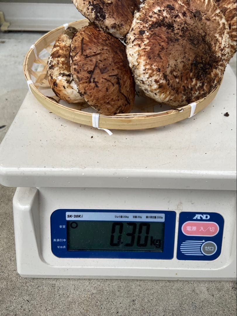 岩手県産松茸　開き