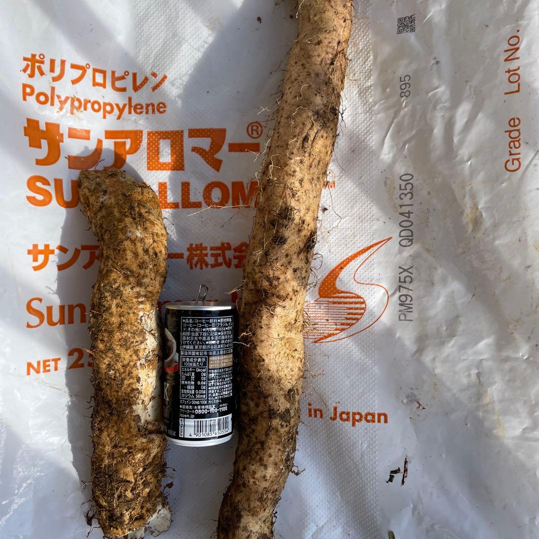 天然自然薯ーー1.7キローー1