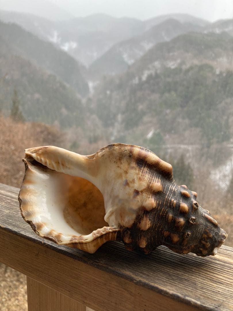 法螺貝　山伏　魔除け　戦前