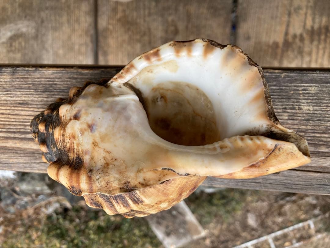 法螺貝　山伏　魔除け　戦前