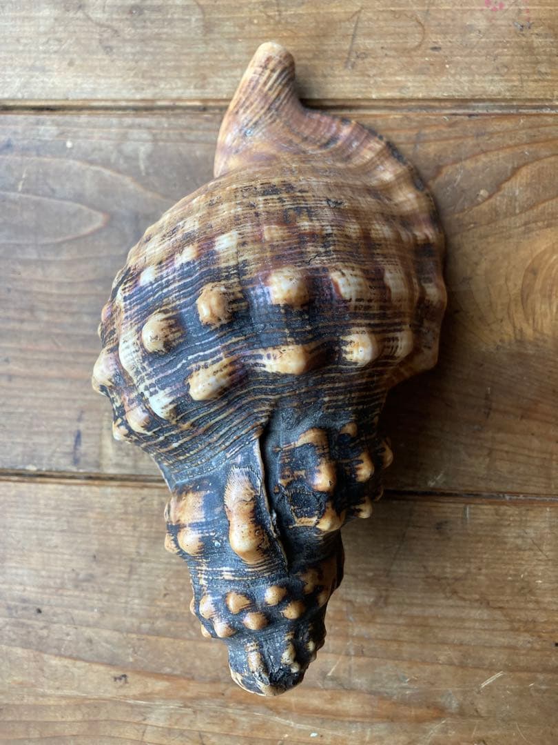 法螺貝　山伏　魔除け　戦前