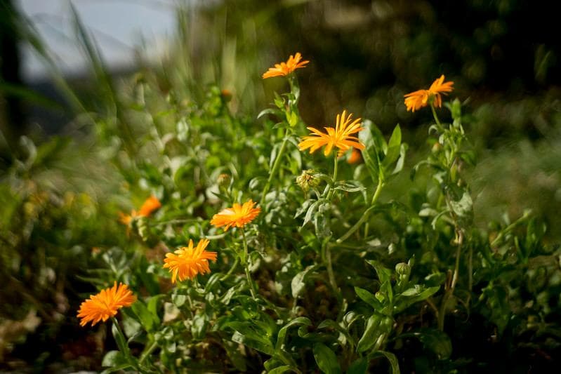 66　美品　初期型　ジュピター 8 　2/50 L39　分解洗浄済み