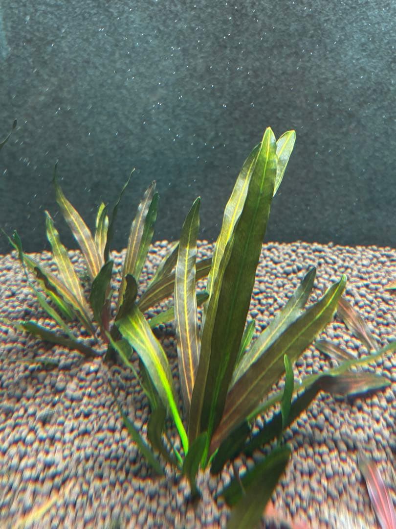 エキノドルス　ホレマニーオレンジ