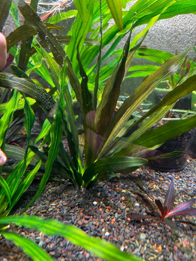 エキノドルス　ホレマニーオレンジ