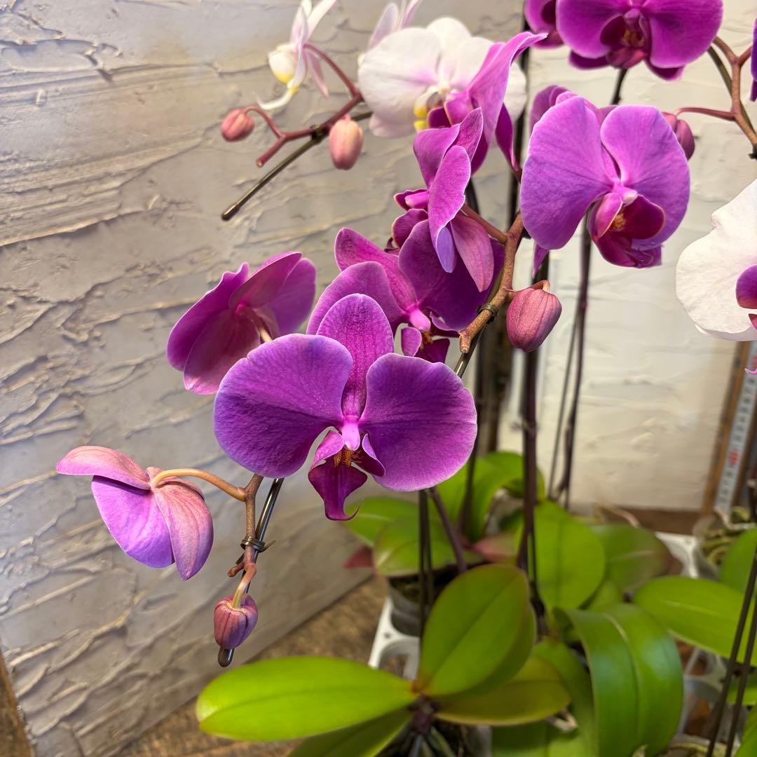 ♡*♡様 胡蝶蘭 10ポット ファレノプシス