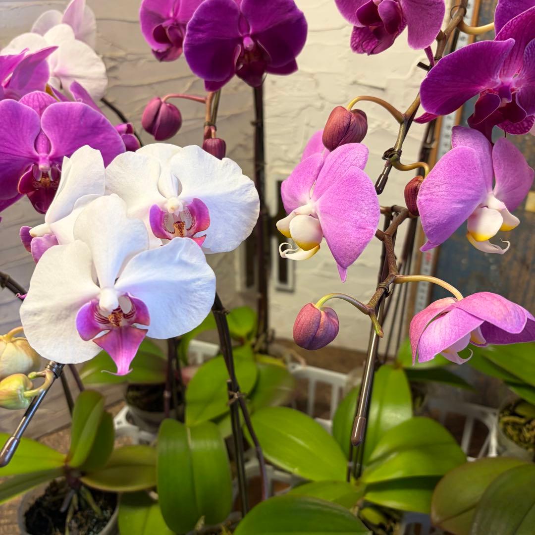 ♡*♡様 胡蝶蘭 10ポット ファレノプシス