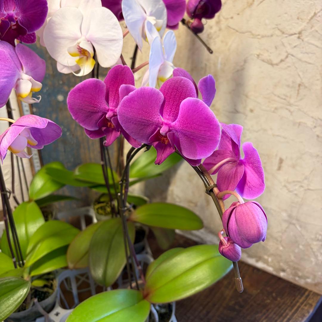 ♡*♡様 胡蝶蘭 10ポット ファレノプシス