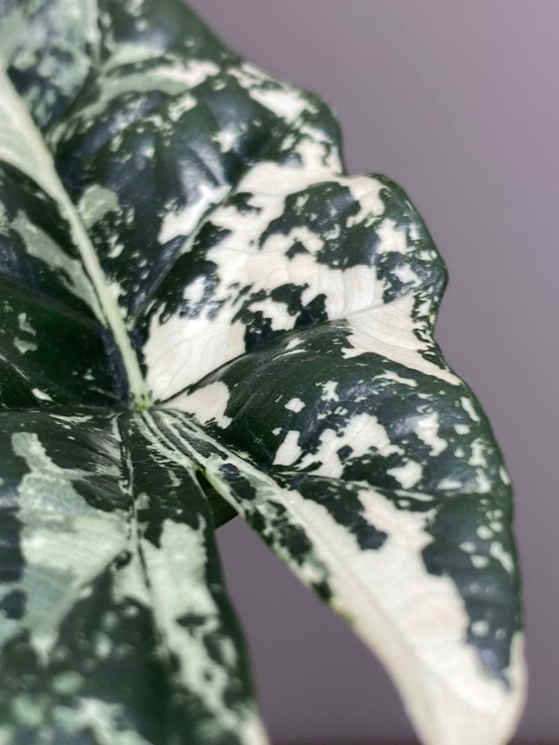 レ*迎様 【超希少‼️美株✨】アロカシア　シンポ　アルボ　斑入り　白斑　レア　人