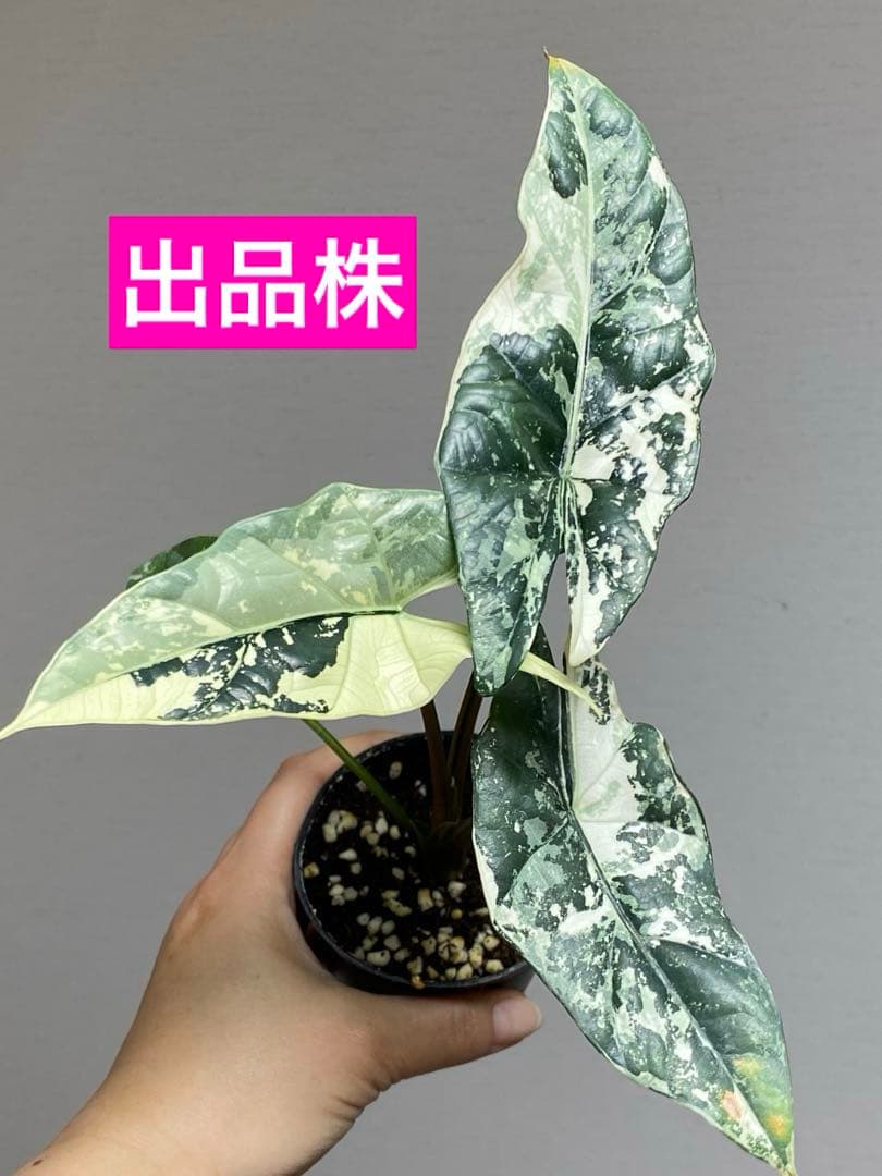 レ*迎様 【超希少‼️美株✨】アロカシア　シンポ　アルボ　斑入り　白斑　レア　人