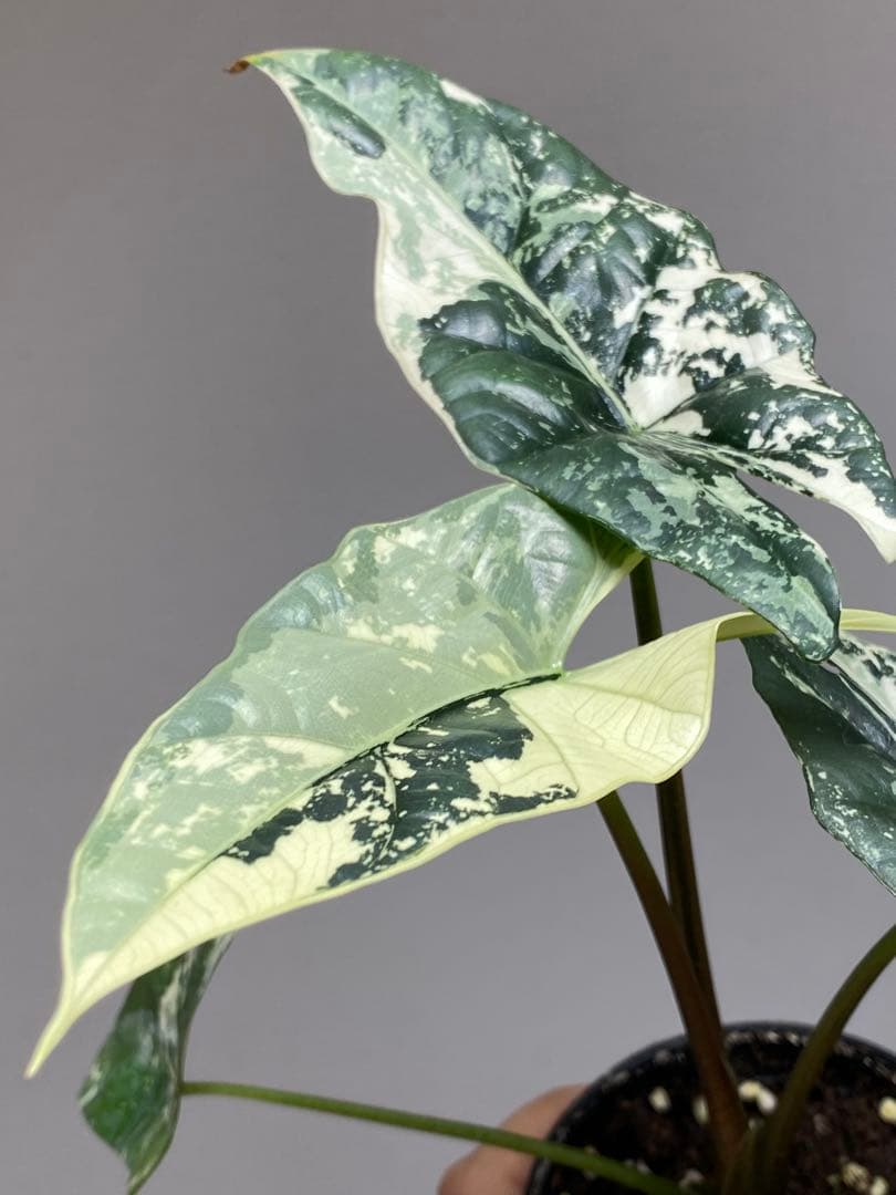 レ*迎様 【超希少‼️美株✨】アロカシア　シンポ　アルボ　斑入り　白斑　レア　人