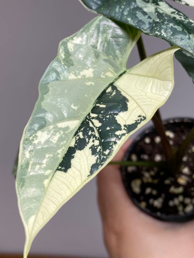 レ*迎様 【超希少‼️美株✨】アロカシア　シンポ　アルボ　斑入り　白斑　レア　人