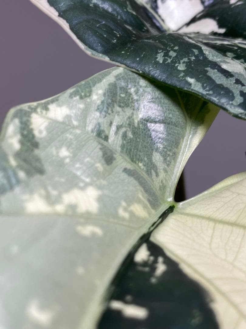 レ*迎様 【超希少‼️美株✨】アロカシア　シンポ　アルボ　斑入り　白斑　レア　人