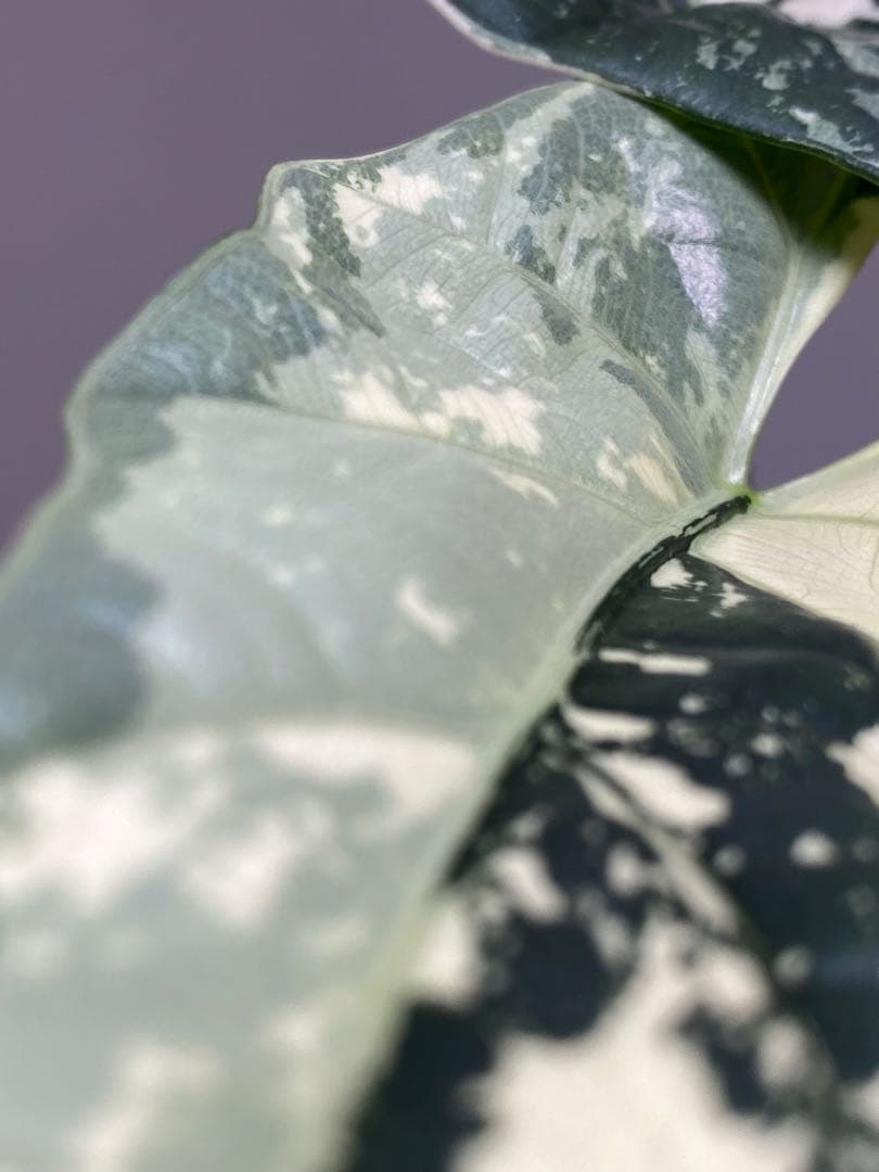 レ*迎様 【超希少‼️美株✨】アロカシア　シンポ　アルボ　斑入り　白斑　レア　人