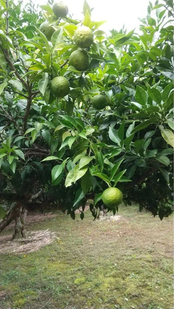 引越し断捨離さん専用　完全無農薬　ゆず　7kg