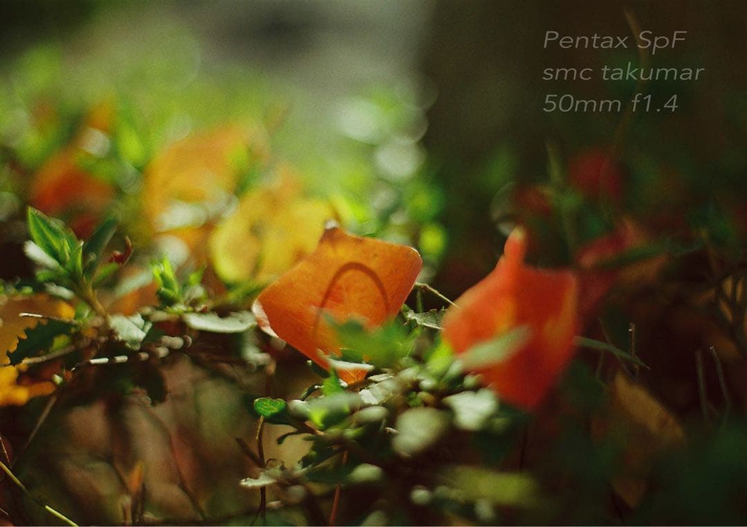★初期保証★PENTAX SPF/smc f1.4★完動品＊美品★作例多数