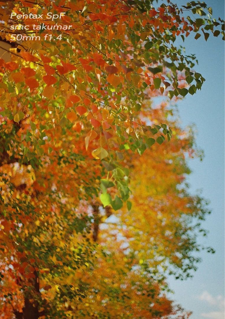 ★初期保証★PENTAX SPF/smc f1.4★完動品＊美品★作例多数