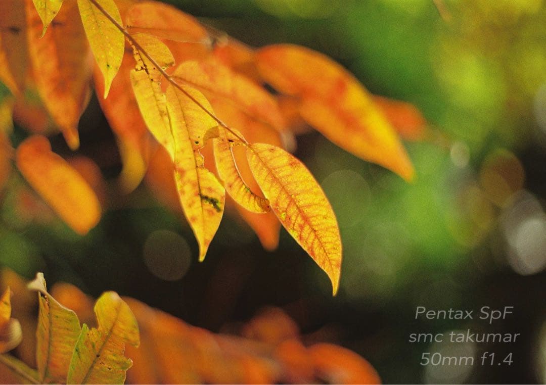 ★初期保証★PENTAX SPF/smc f1.4★完動品＊美品★作例多数