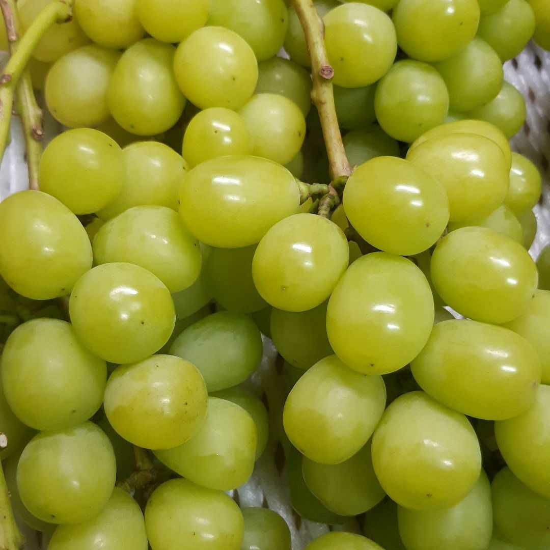 本日限定シャインマスカット家庭用訳有り特売る品