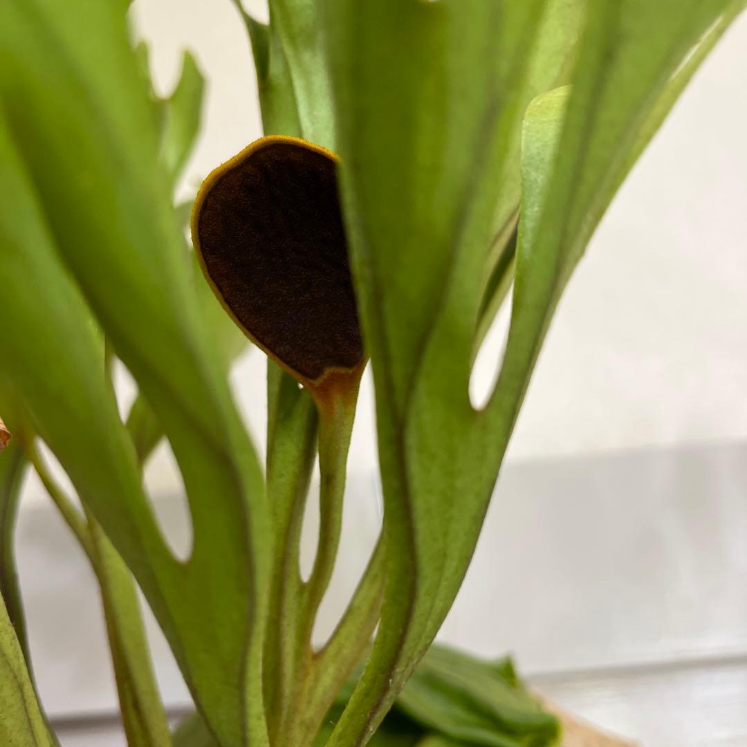 リドレイ Ridleyi