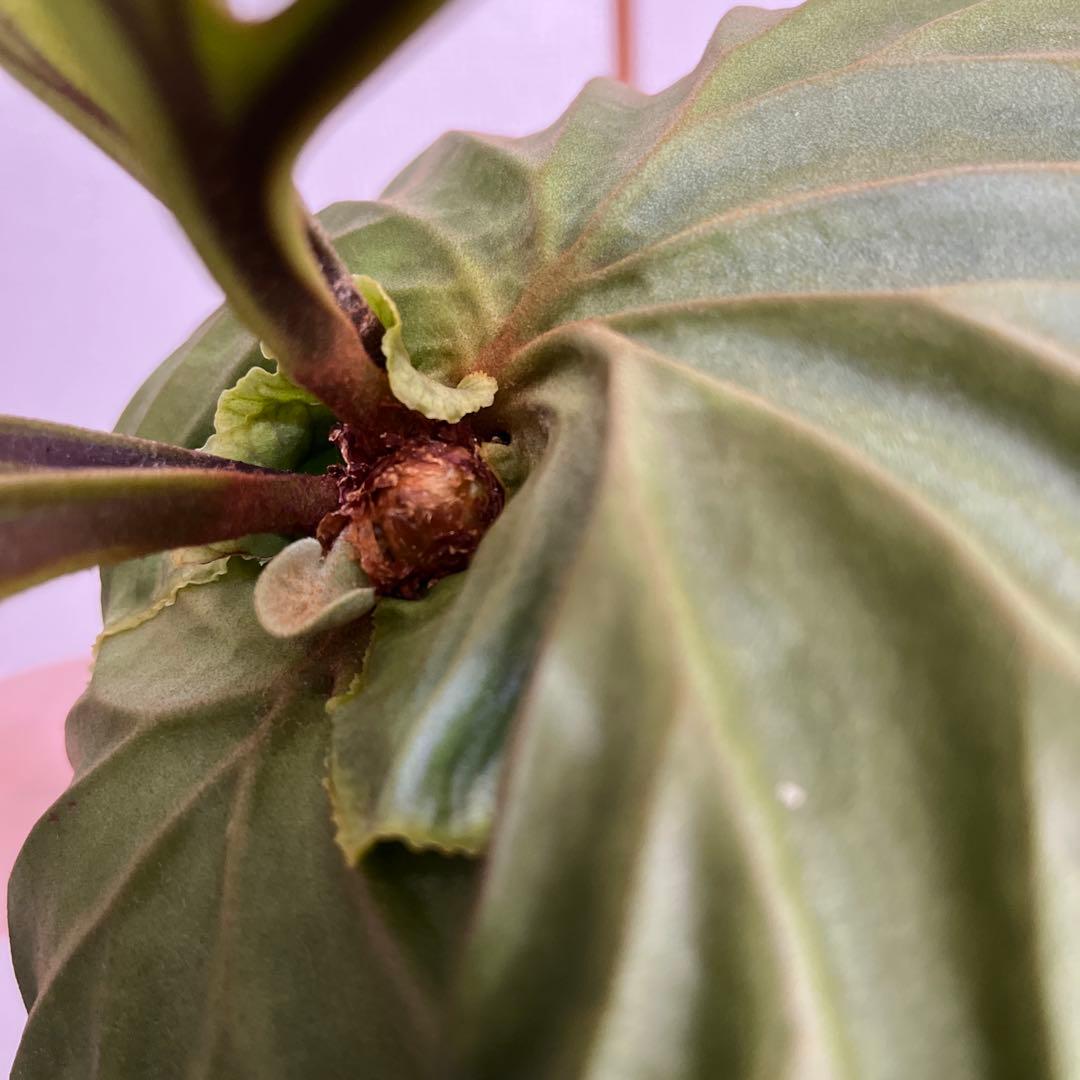 リドレイ Ridleyi