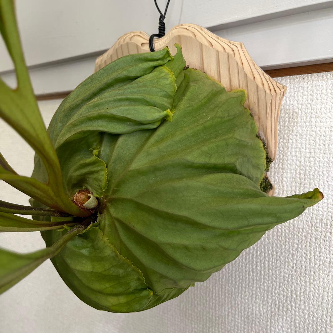 リドレイ Ridleyi