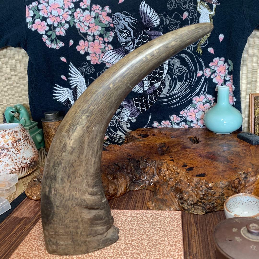 に*ょ様 稀少牛の角置物