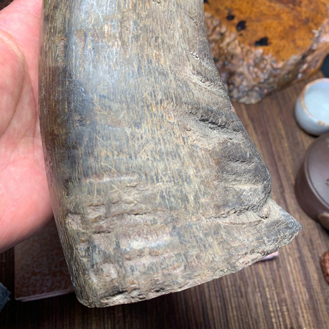 に*ょ様 稀少牛の角置物