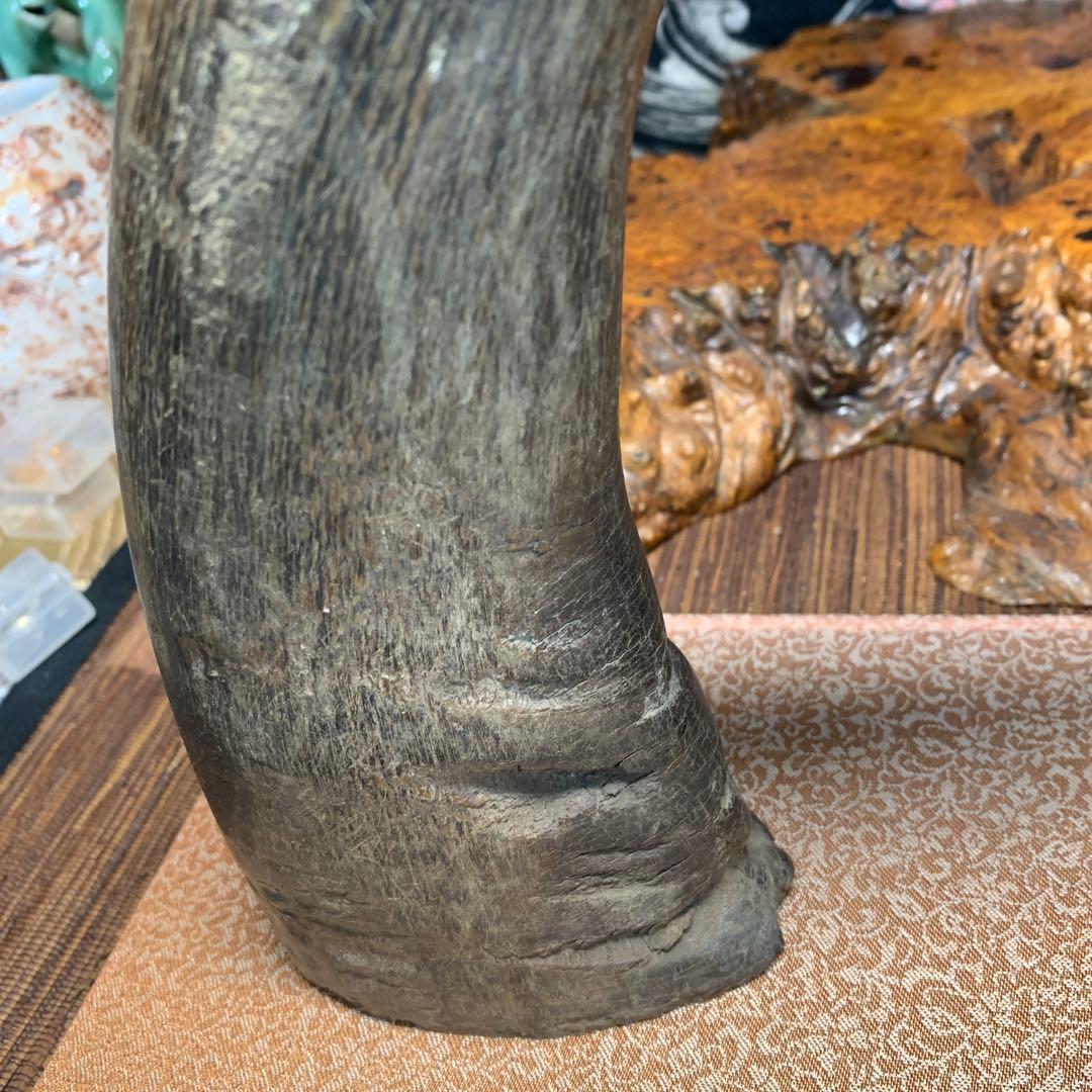 に*ょ様 稀少牛の角置物