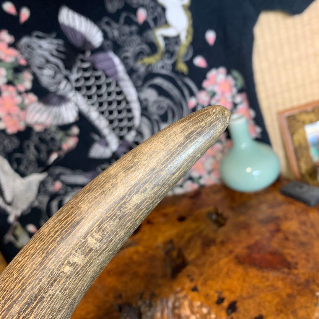 に*ょ様 稀少牛の角置物