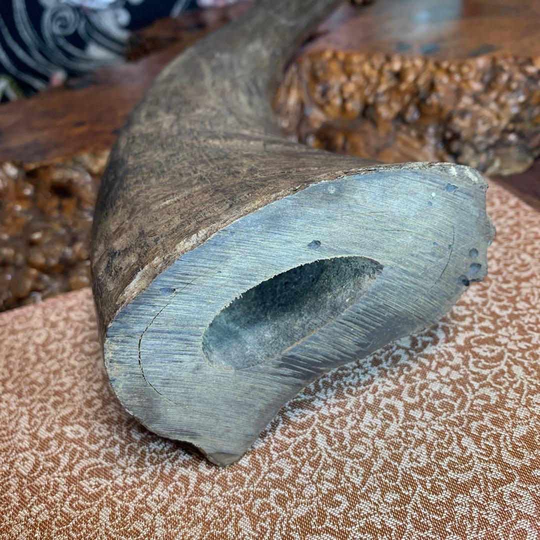 に*ょ様 稀少牛の角置物