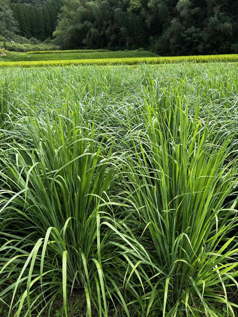 完全無農薬レモングラスの葉 10キログラムです。