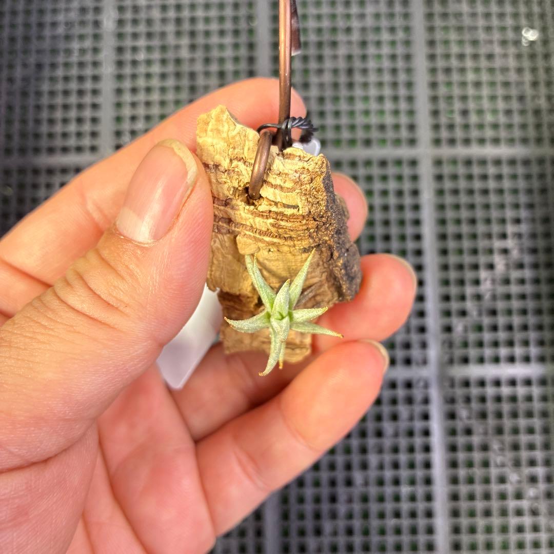 Tillandsia brealitoensis 確認用