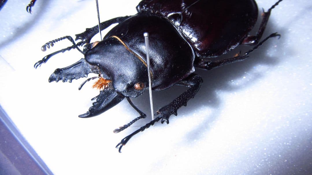 奄美大島産アマミマルバネクワガタ　野外品標本