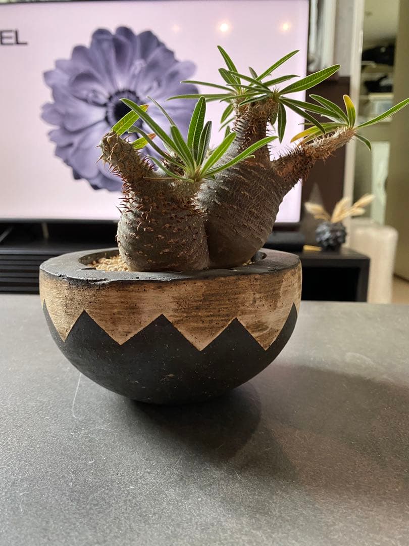 invisible ink 初期型　3頭　パキポディウム　インビジブルインク