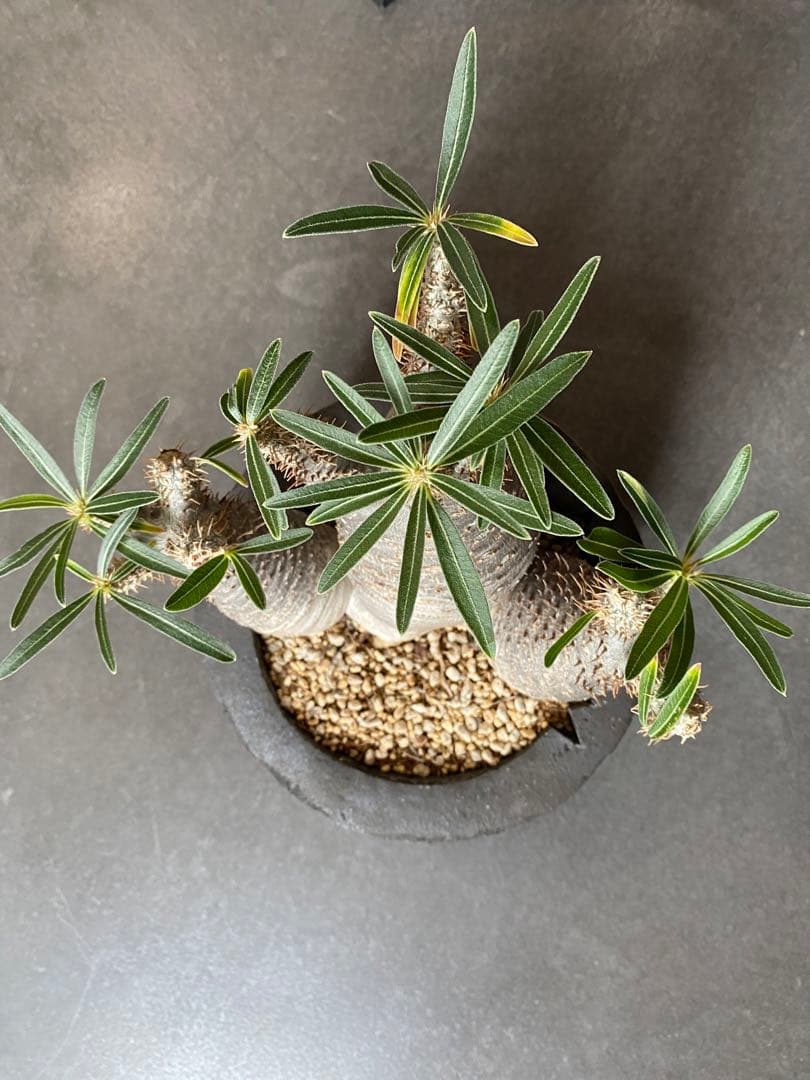 invisible ink 初期型　3頭　パキポディウム　インビジブルインク