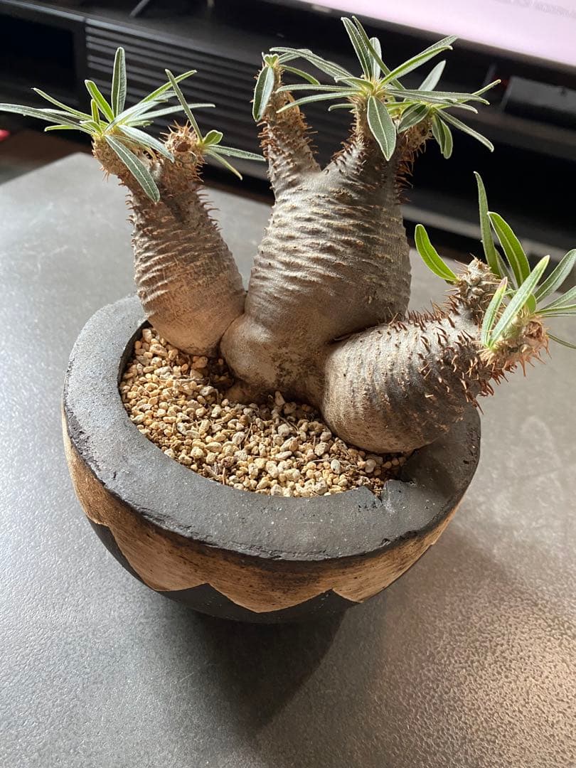 invisible ink 初期型　3頭　パキポディウム　インビジブルインク