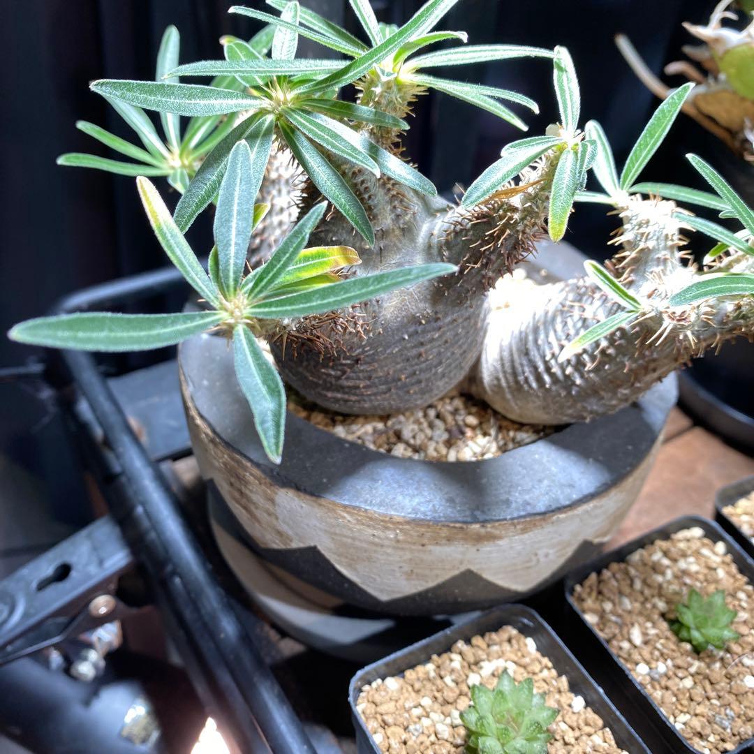 invisible ink 初期型　3頭　パキポディウム　インビジブルインク