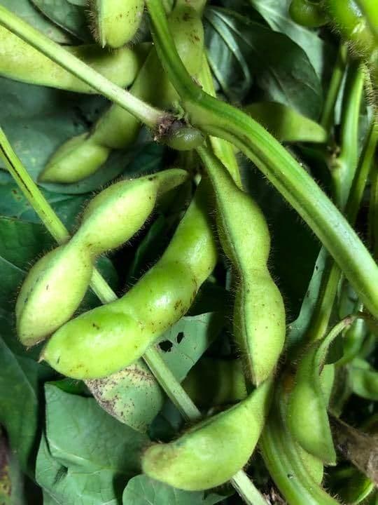 兵庫県丹波篠山市産 3.2キロ黒枝豆 さやのみ10月18日 (土曜日)発送