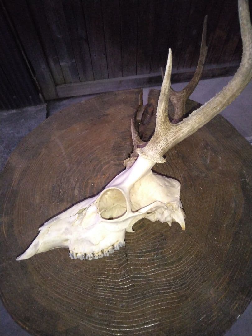 ​鹿の頭骨 1点セット 角付き スカル 剥製 インテリア 鹿ツノ 本物