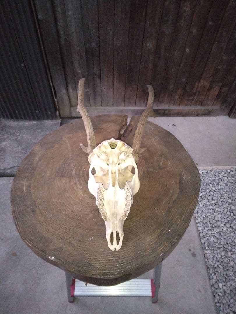 ​鹿の頭骨 1点セット 角付き スカル 剥製 インテリア 鹿ツノ 本物