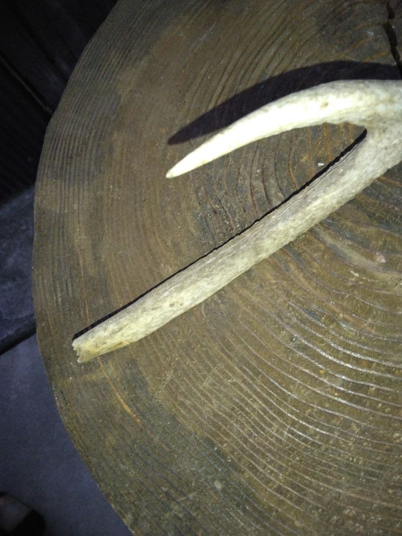 ​鹿の頭骨 1点セット 角付き スカル 剥製 インテリア 鹿ツノ 本物