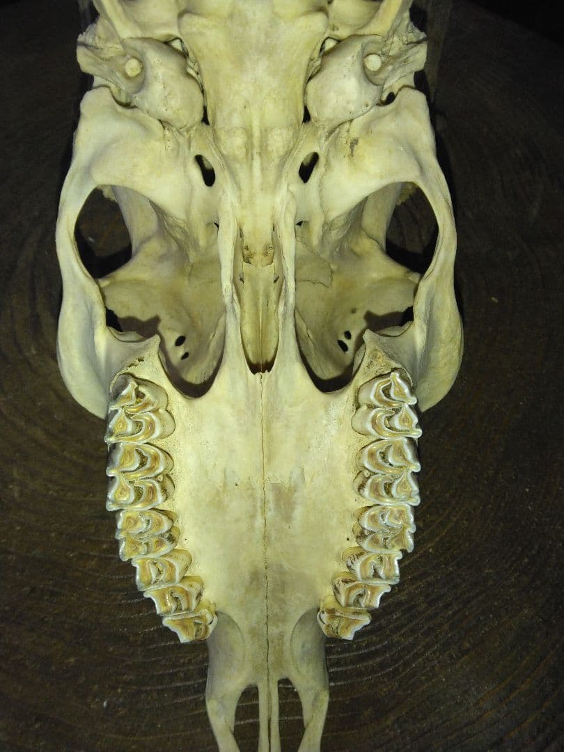 ​鹿の頭骨 1点セット 角付き スカル 剥製 インテリア 鹿ツノ 本物