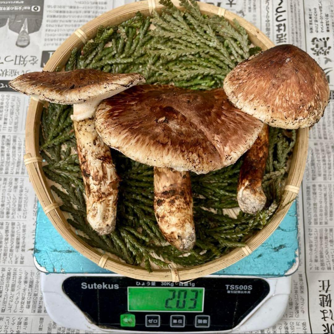 天然きのこ 松茸 国産 マツタケ まつたけ 大自然の凛さん採取その203