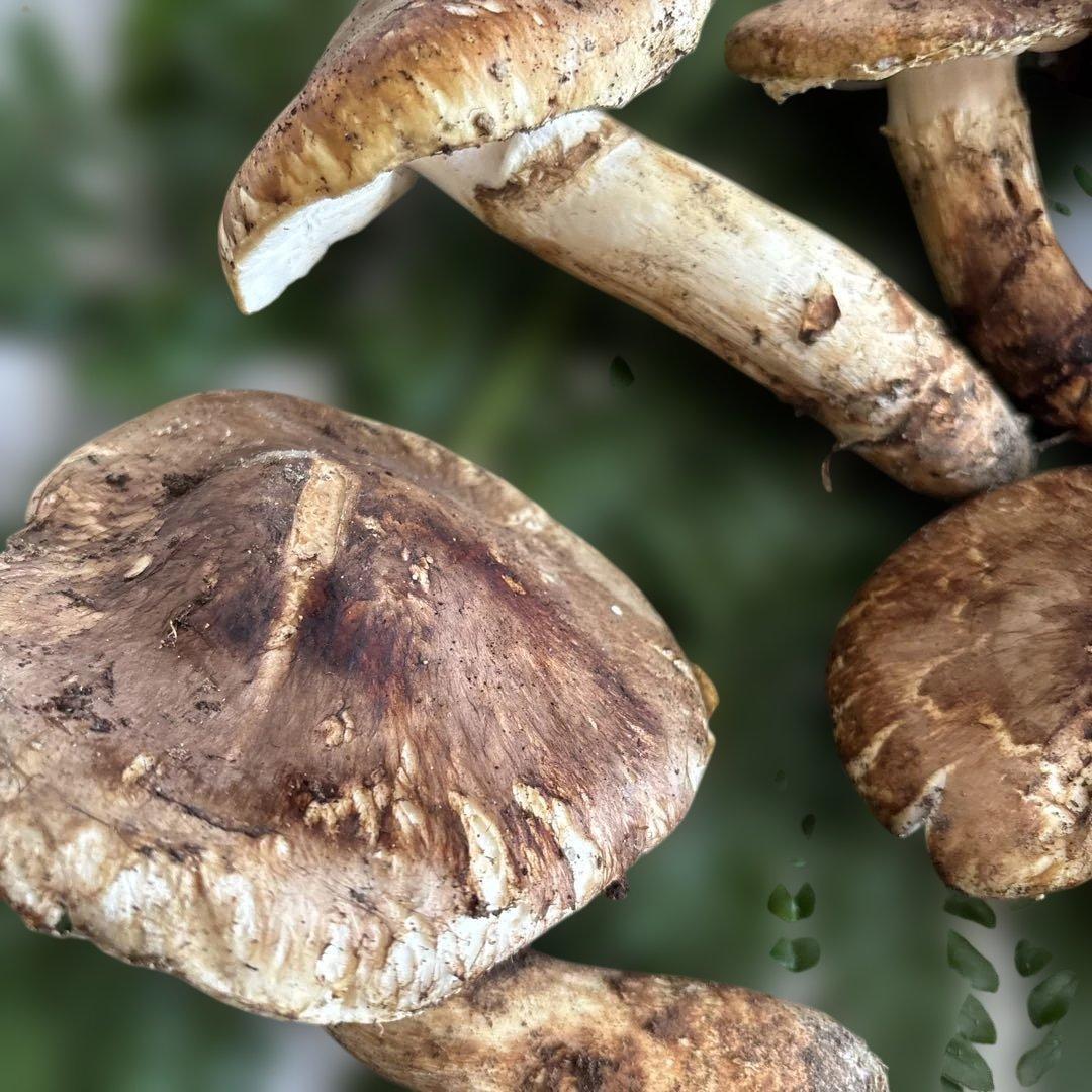 国産松茸‼️訳あり品