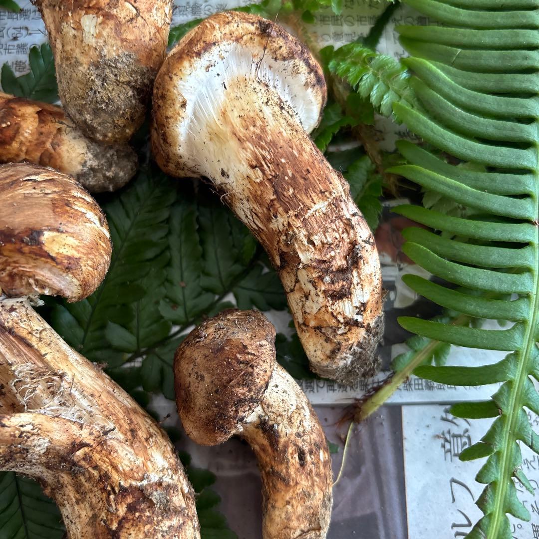 国産松茸‼️訳あり品