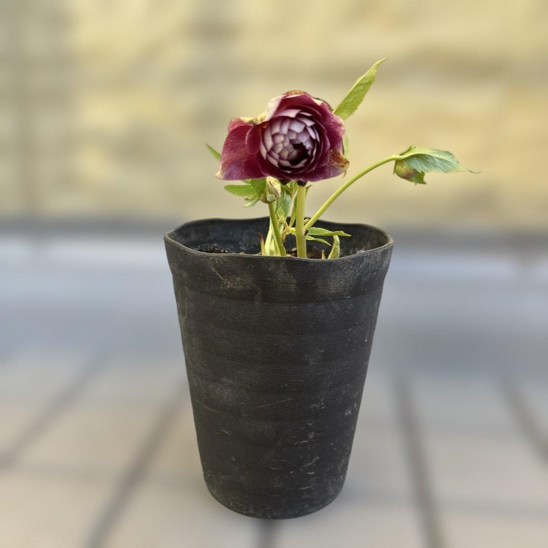 広瀬園芸　ピンクボカシオーレアバイカラー　クリスマスローズ　開花株　匿名発送