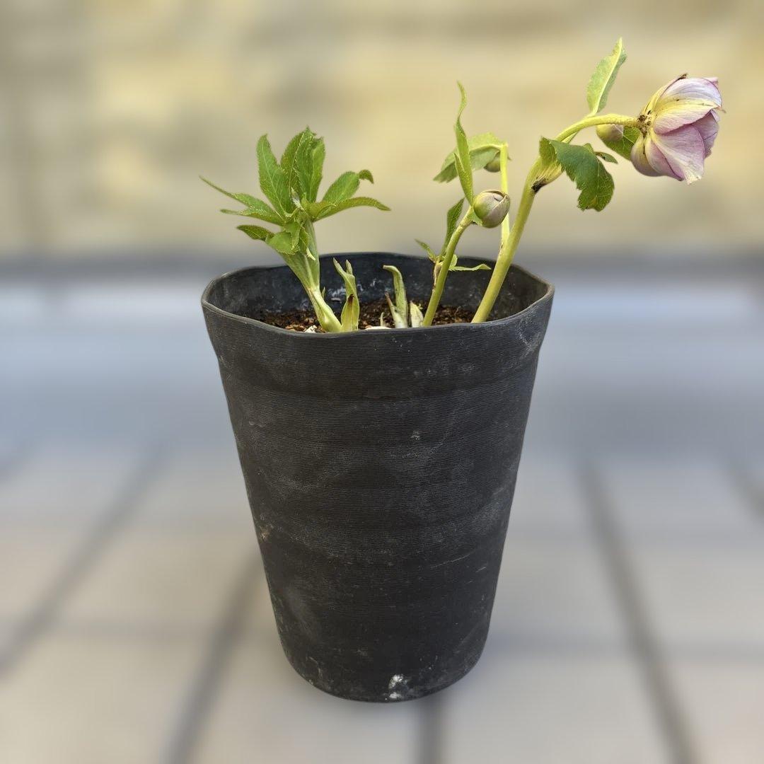 広瀬園芸　ピンクボカシオーレアバイカラー　クリスマスローズ　開花株　匿名発送