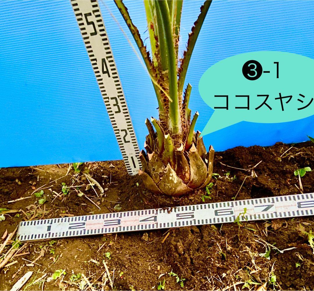 しろひろ 様用❸-1 ココスヤシ　超耐寒性