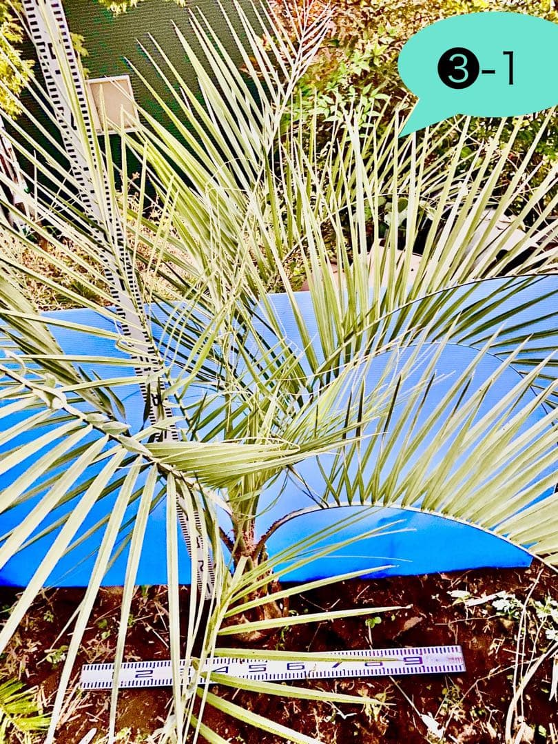 しろひろ 様用❸-1 ココスヤシ　超耐寒性